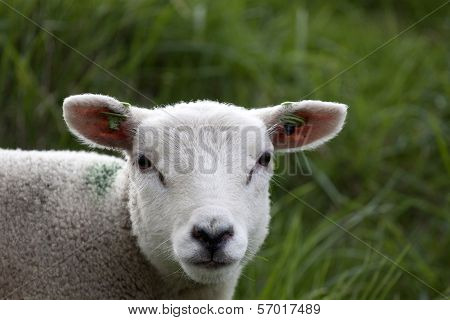portrait of sheep