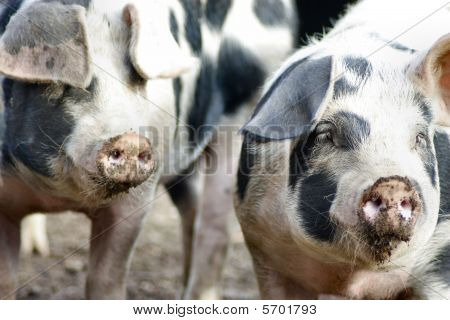 Schweine