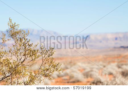 Creosote Bush Against Mojave Desert