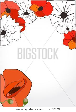 Coquelicot rouge