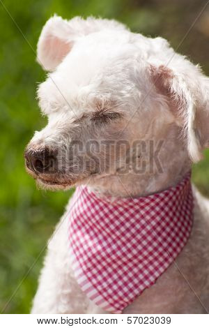 French Poodle Sleepyhead