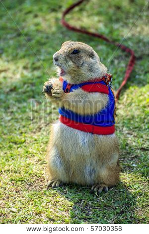 prairie dog wearing a blue shirt on field in summer
