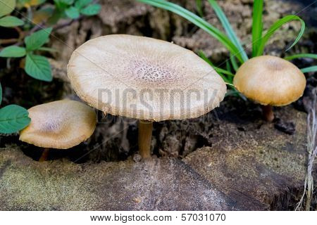 Wild Mushrooms On A Timber