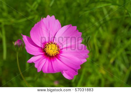 Purple cosmos flower