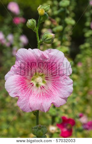Alcea