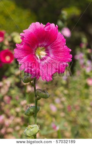 Alcea