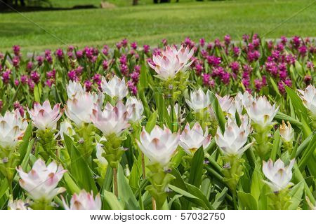 Siam Tulip