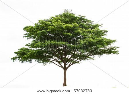 Isolate Tree