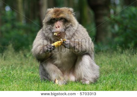 Barbary makak (Macaca sylvanus) spiser banan