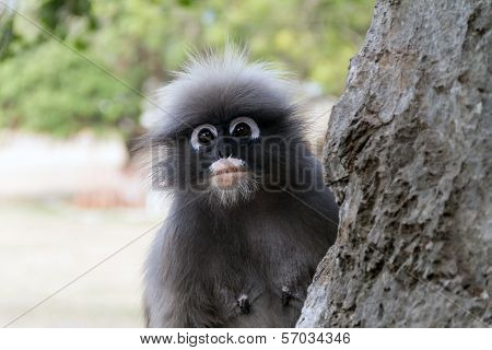 Dusky Leaf Monkey