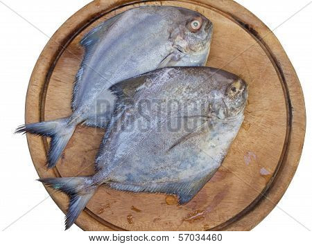 Two Of Black Pomfret