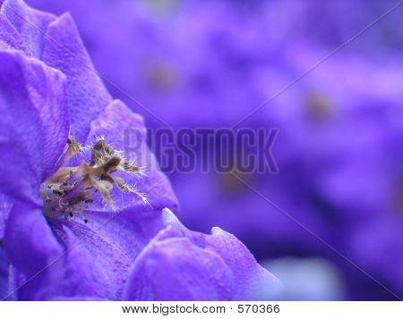 Flor roxa no jardim ao ar livre