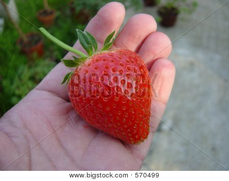 GROTE MOOIE AARDBEI