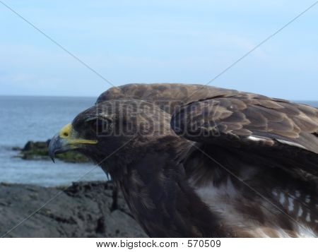 GALAPAGOS HAVIK 
