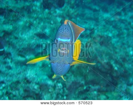 KONING ANGELFISH