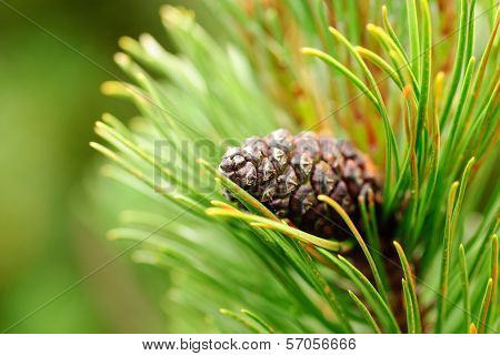Cones On Pine