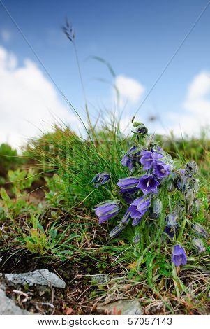 Carpathians Bells