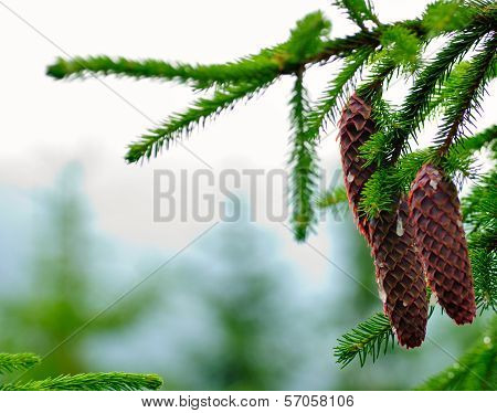 Cones On Pine