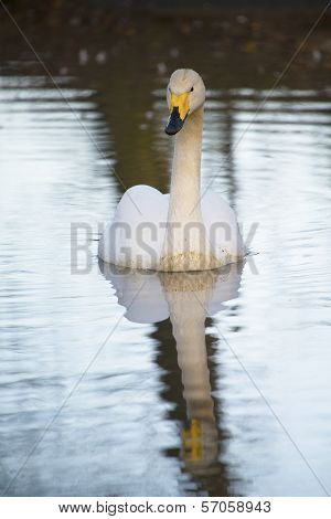 Whooper Swan