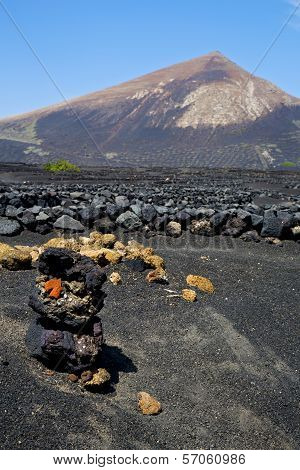 Winery Lanzarote    Cultivation Viticulture