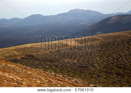 Winery Lanzarote Spain La Geria Vine Screw