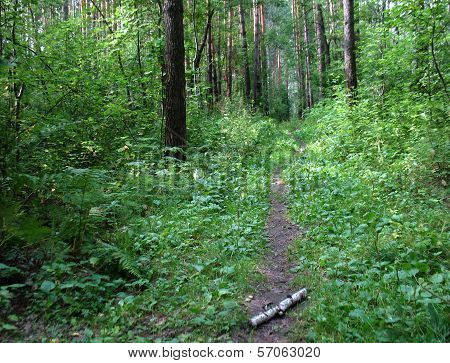 Forest