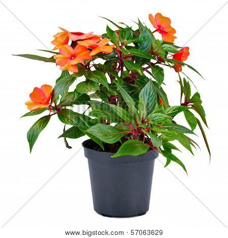 Balsamine