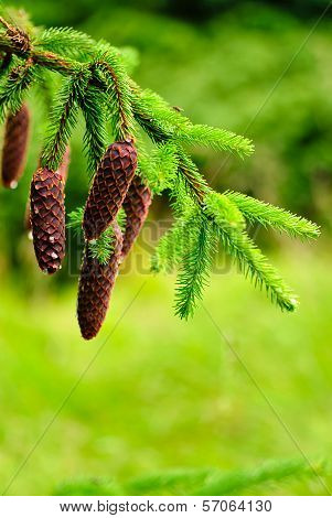 Cones On Pine