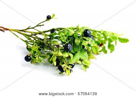 Twig Of Bilberry