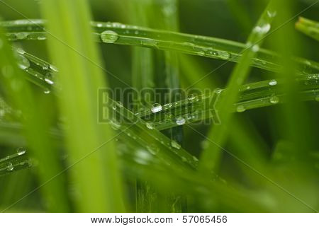 Early Drew On Grass