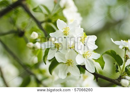 Quince Tree Blossom Macro