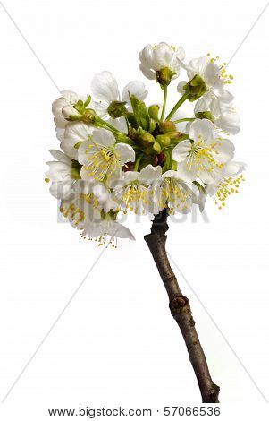 Cherry Blossom Isolated