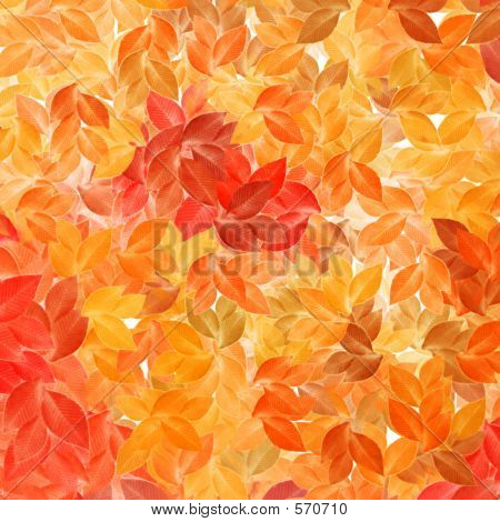 Foglie di autunno