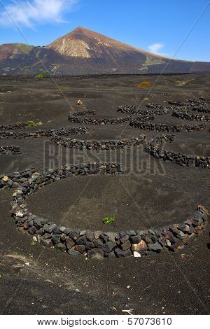 Winery Lanzarote Spain  Cultivation Viticulture