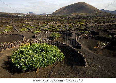 Lanzarote Spain La Geria Cultivation Viticulture Winery