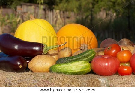 Cosecha: Verduras frescas del jardín