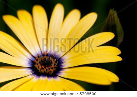 Fiore giallo