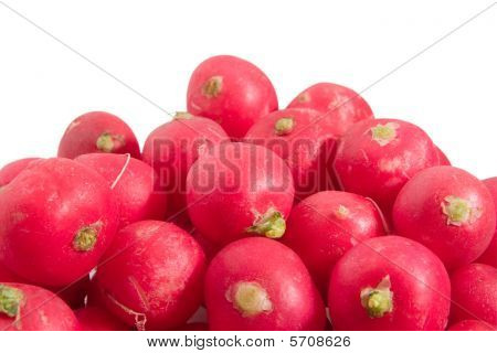 Rettich