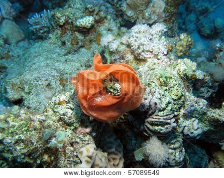 Spanish Dancer eggs