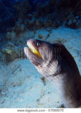 Yellow mouth moray