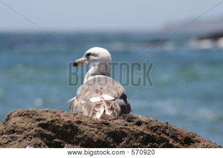 Amo l'oceano