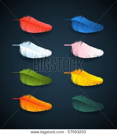 vector colorful feathers of sprind bird
