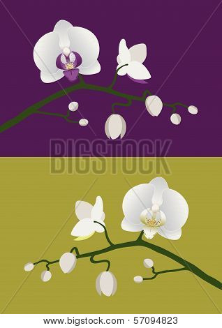 Orchid Stem
