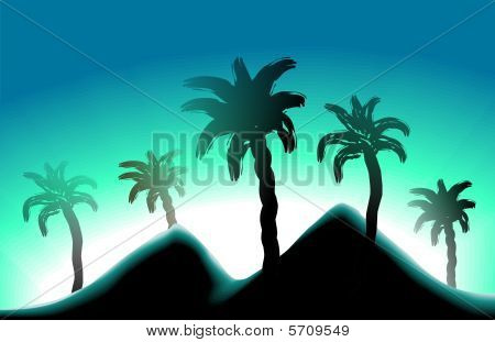 Cocanut Baum