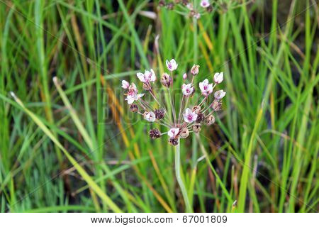 flowering rush