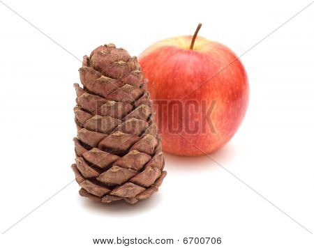 Cedr stożka i Apple