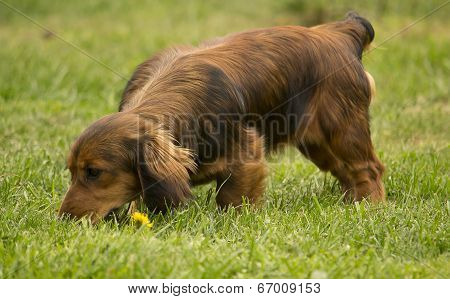 Dog Tracking/sniffing