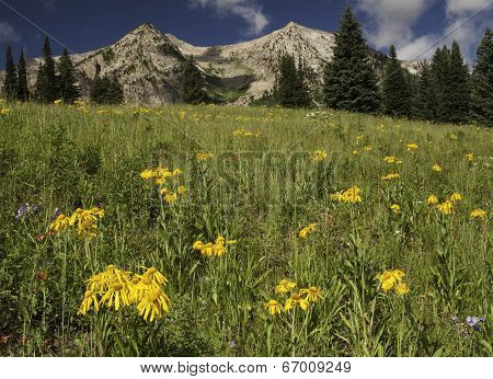 East Beckwith Mountain by Kebler Pass
