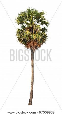 Borassus Flabellifer, Known By Several Common Names, Including Asian Palmyra Palm, Toddy Palm, Sugar