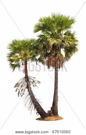 Borassus Flabellifer, Known By Several Common Names, Including Asian Palmyra Palm, Toddy Palm, Sugar